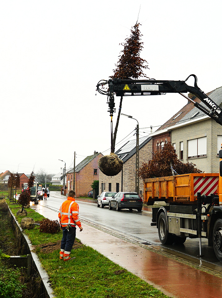 big collecte bomen
