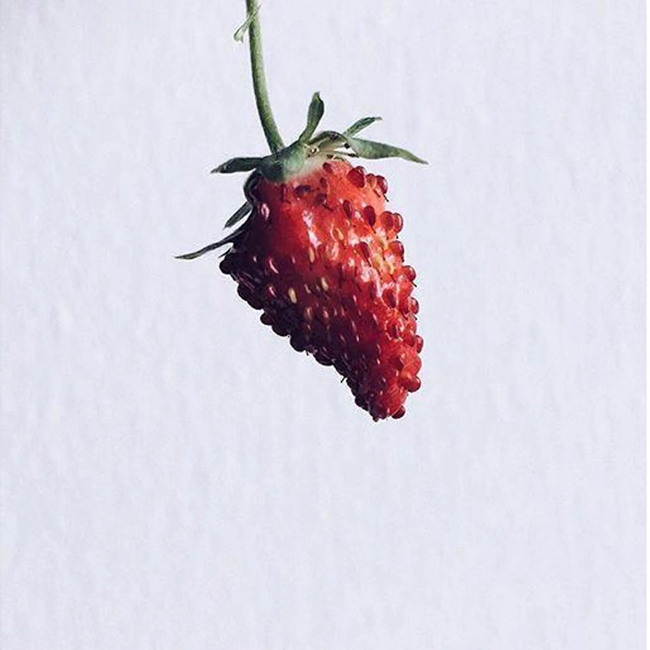 Recharge Smart Garden - Fraises de bois