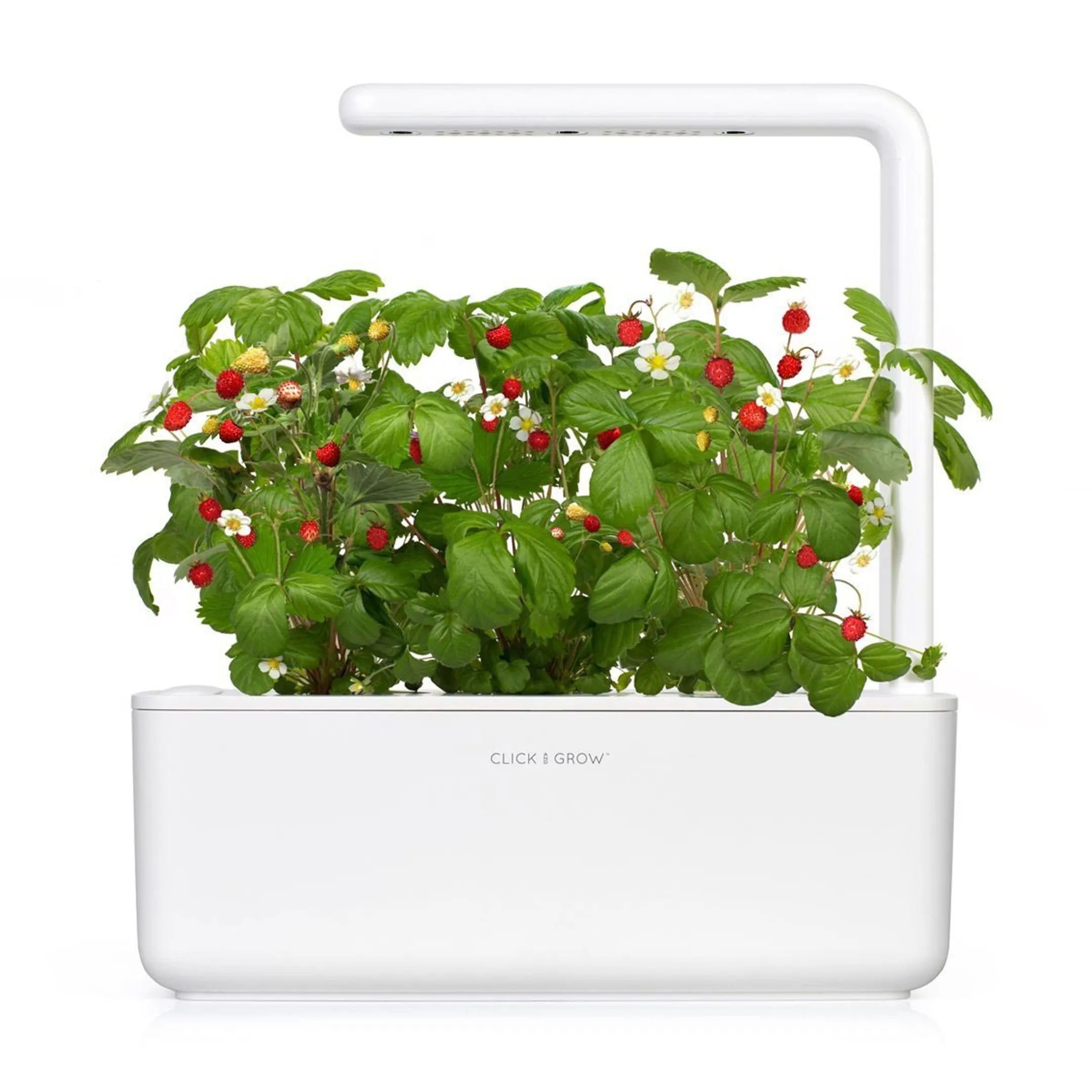 Recharge Smart Garden - Fraises de bois