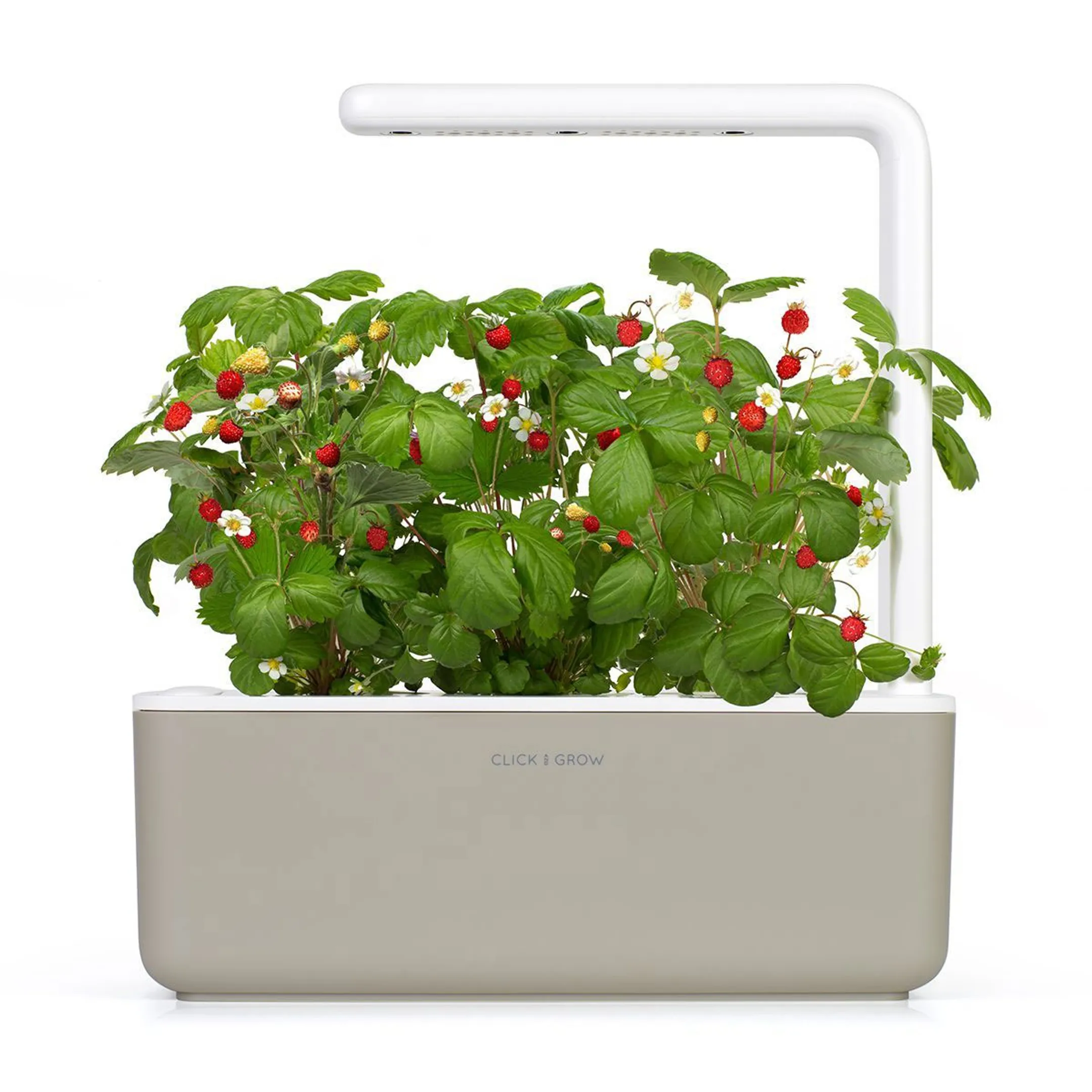 Recharge Smart Garden - Fraises de bois