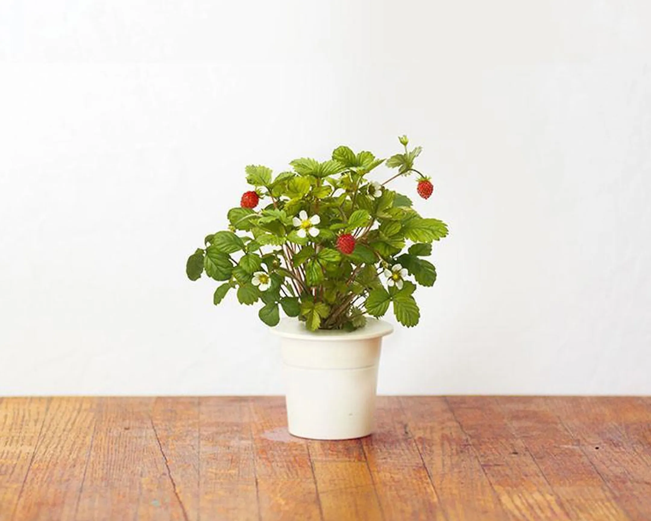 Recharge Smart Garden - Fraises de bois