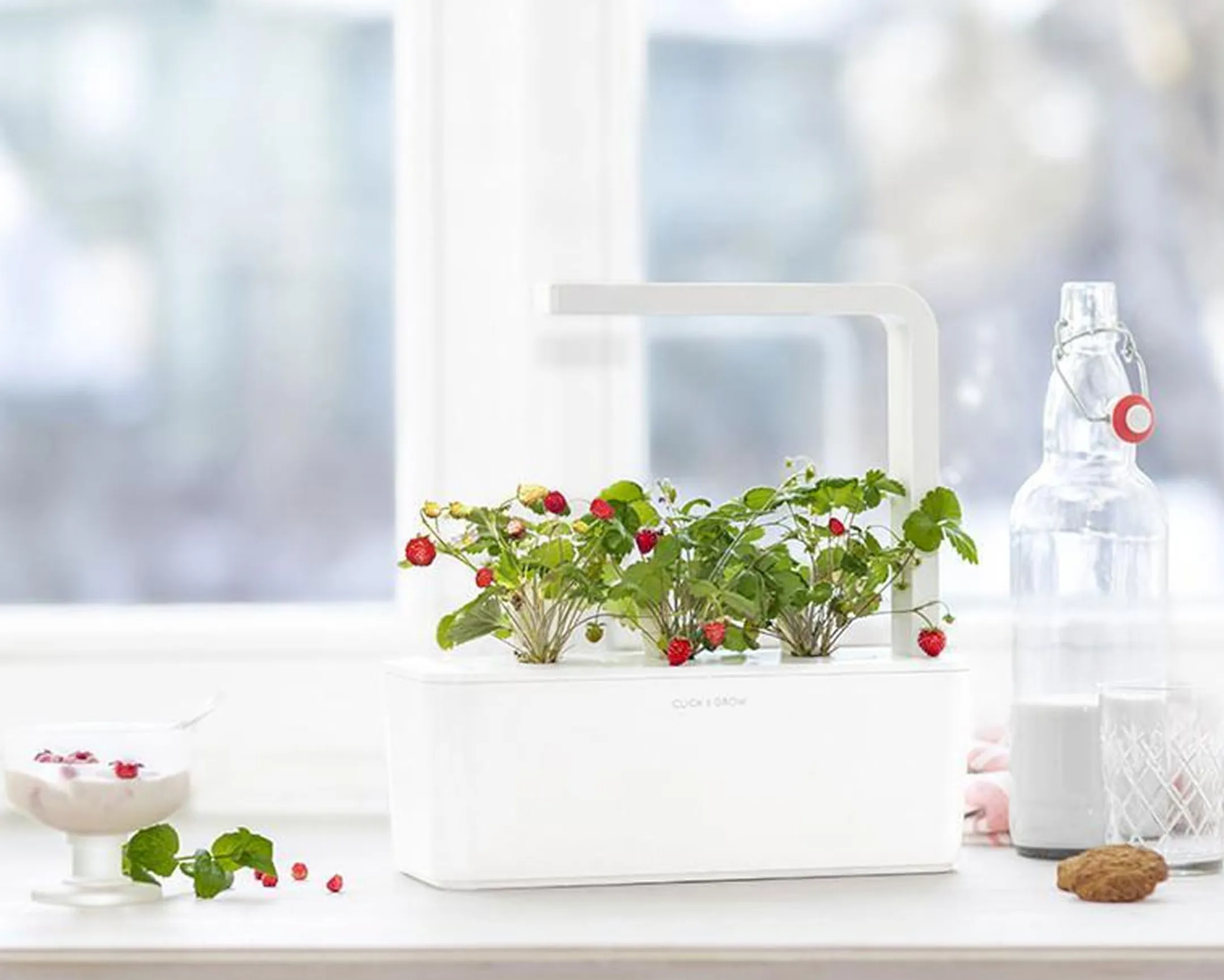 Recharge Smart Garden - Fraises de bois