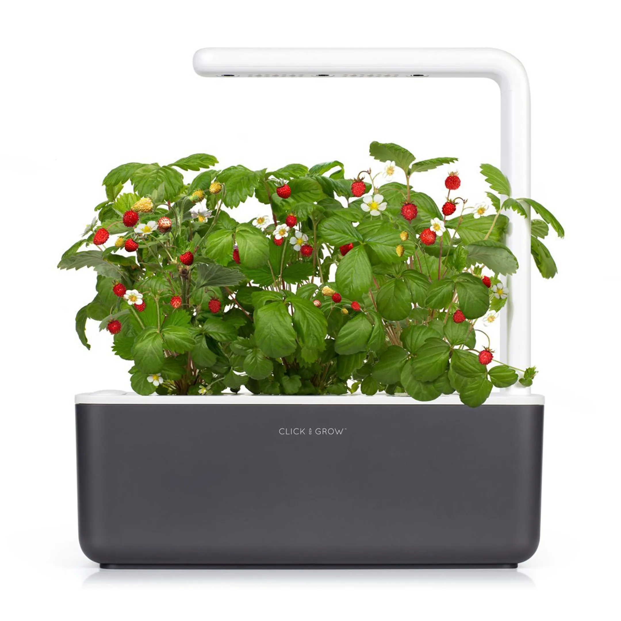 Recharge Smart Garden - Fraises de bois