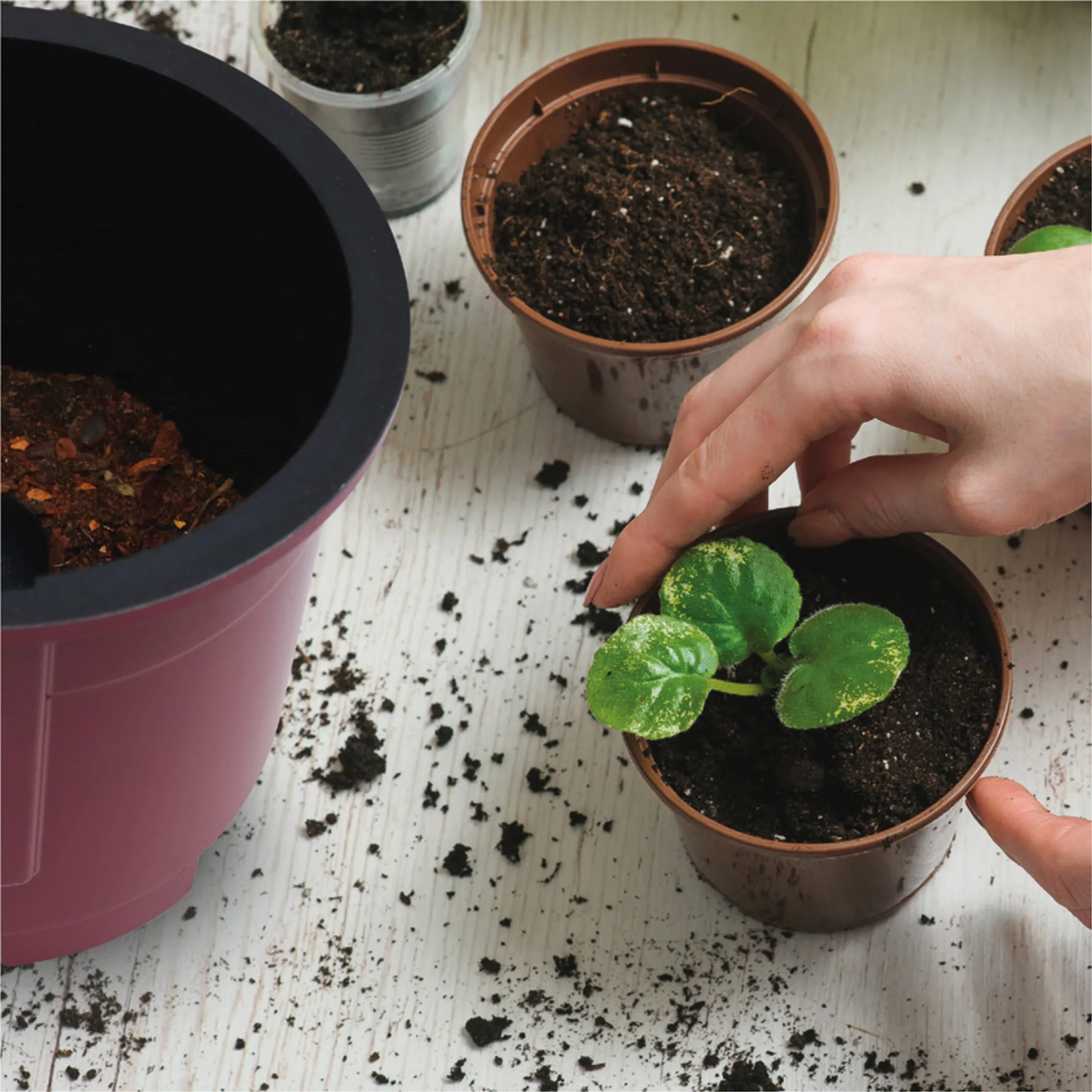 FRITEL The Mini Mulch Food Waste Reducer image