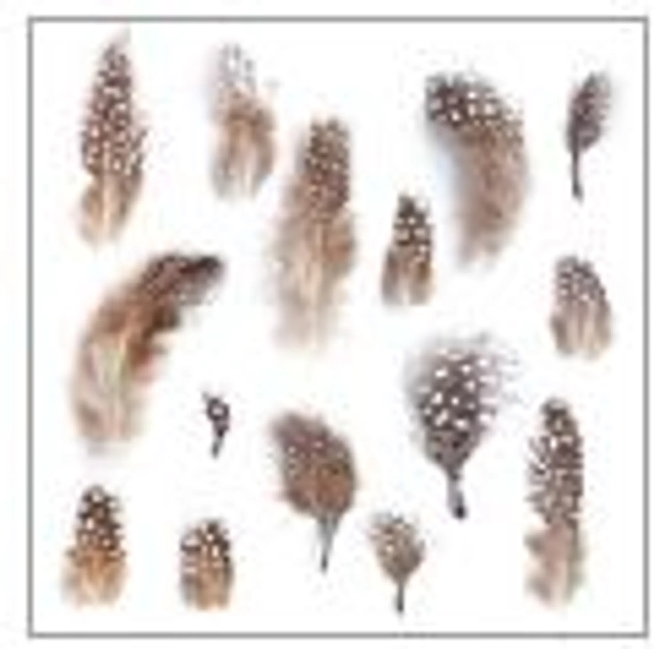 Sevietten Lnch Feathers Natural