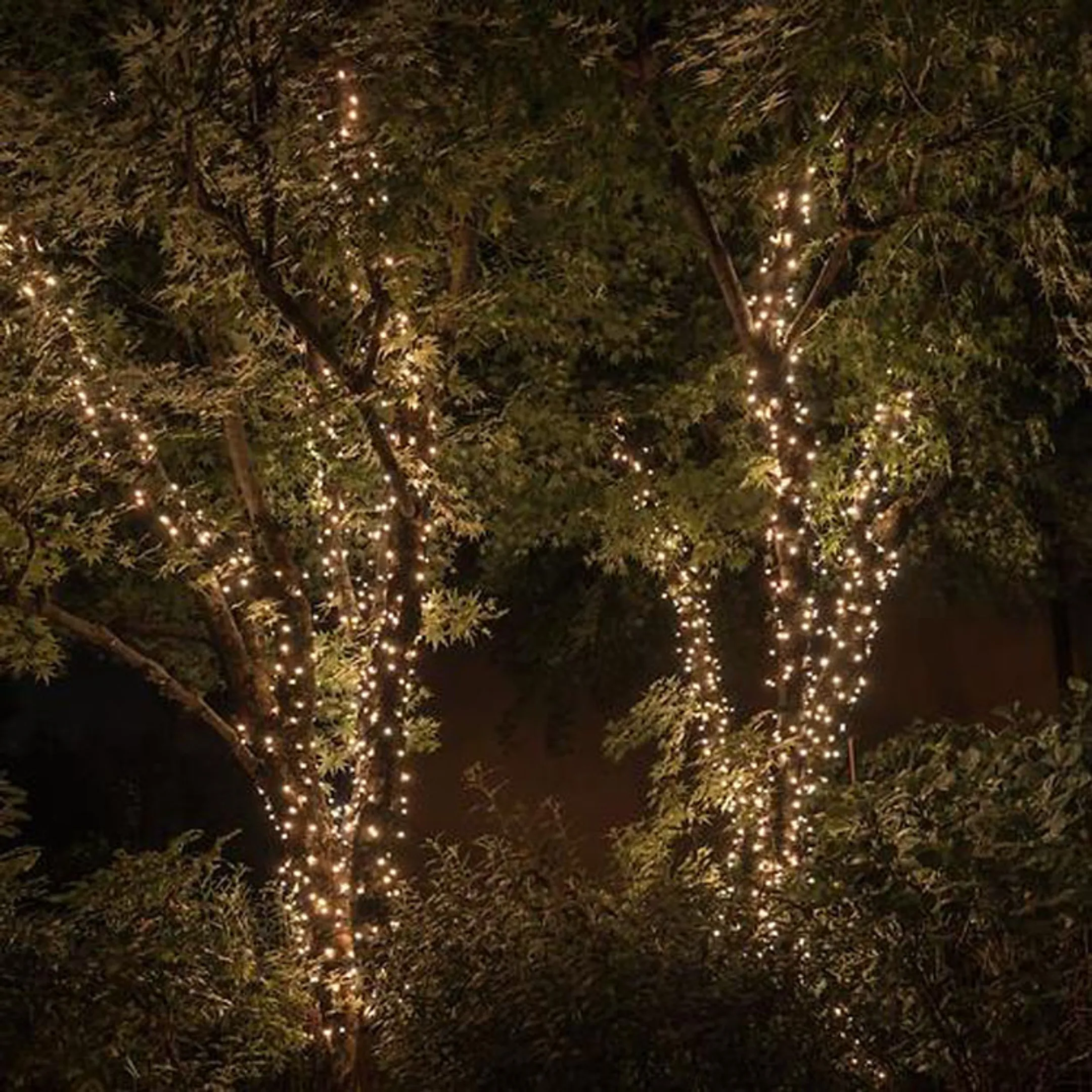 Twinkle Strings Gold Edition - 400 LED's Amber & White image