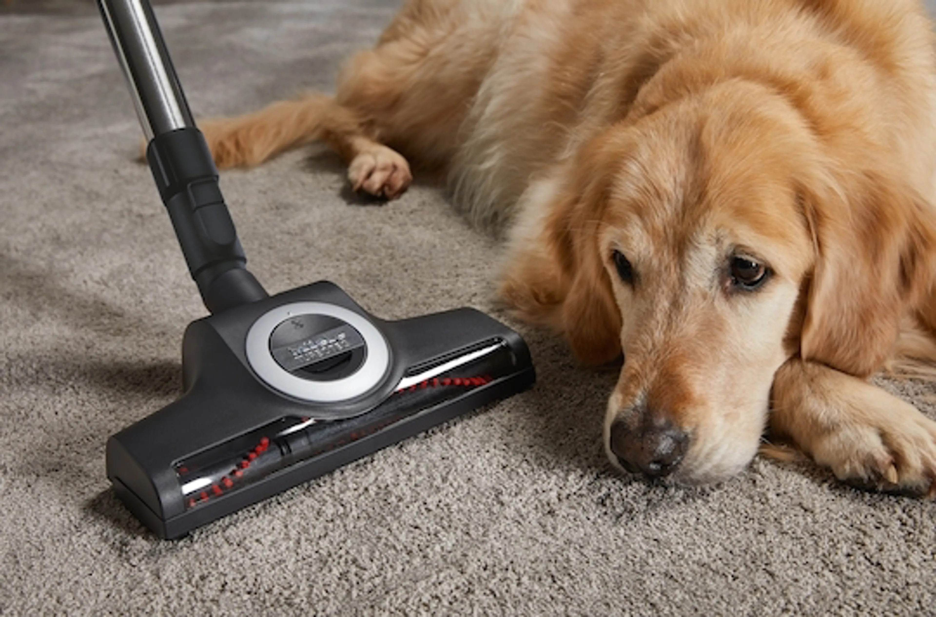 Miele Aspirateur avec sac Complete C3 Cat&Dog image