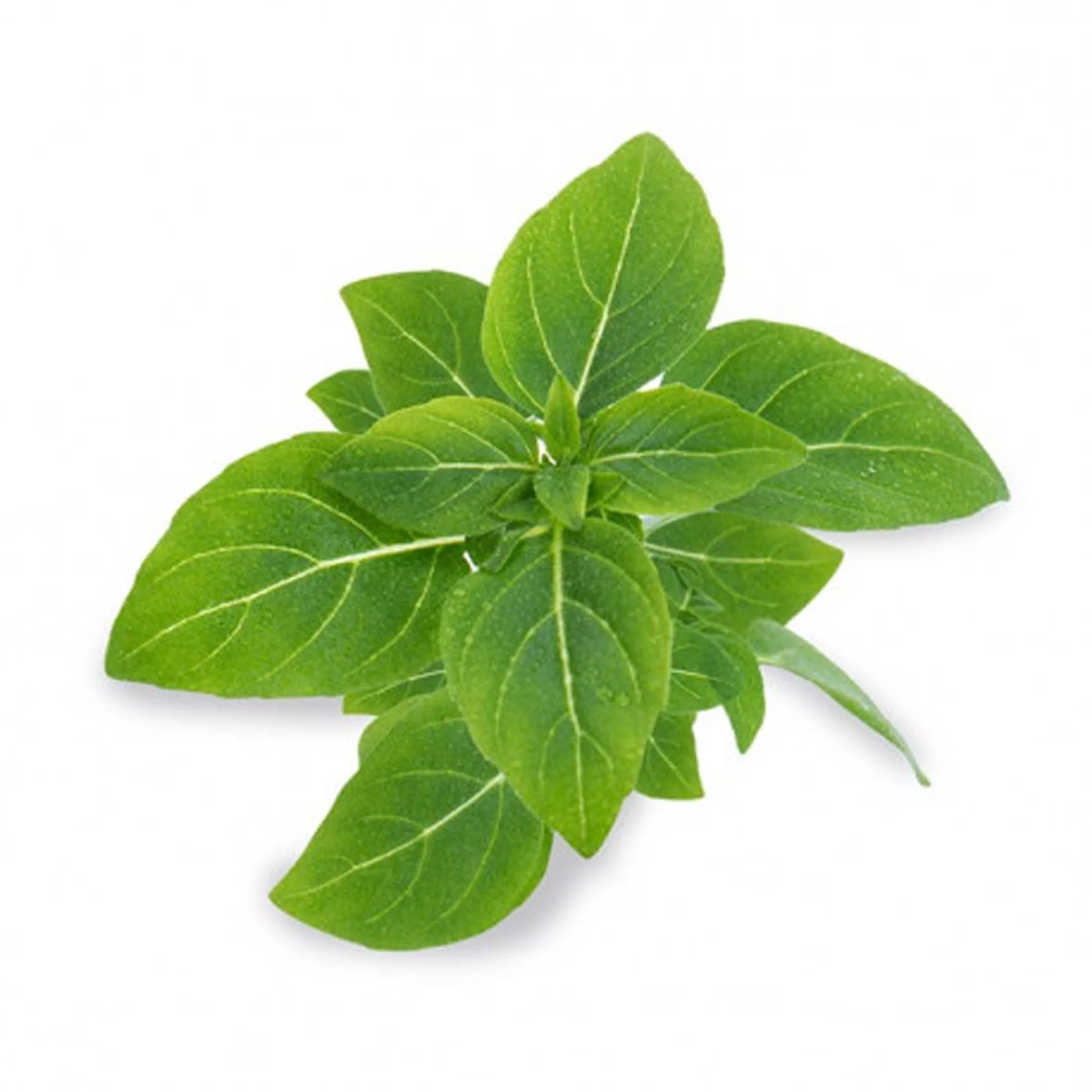 VERITABLE Lingot Basilic fin Vert BIO image