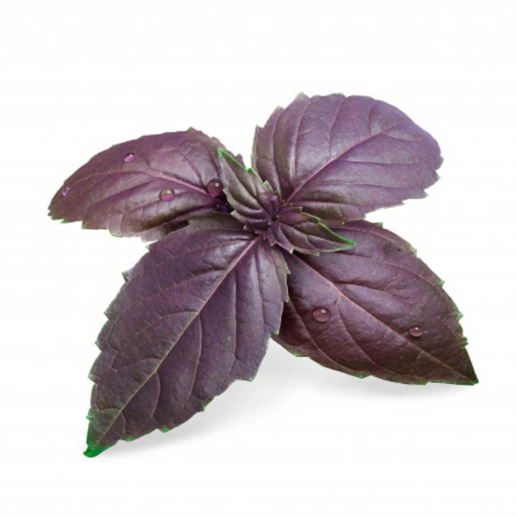 VERITABLE Lingot Basilic Pourpre BIO image