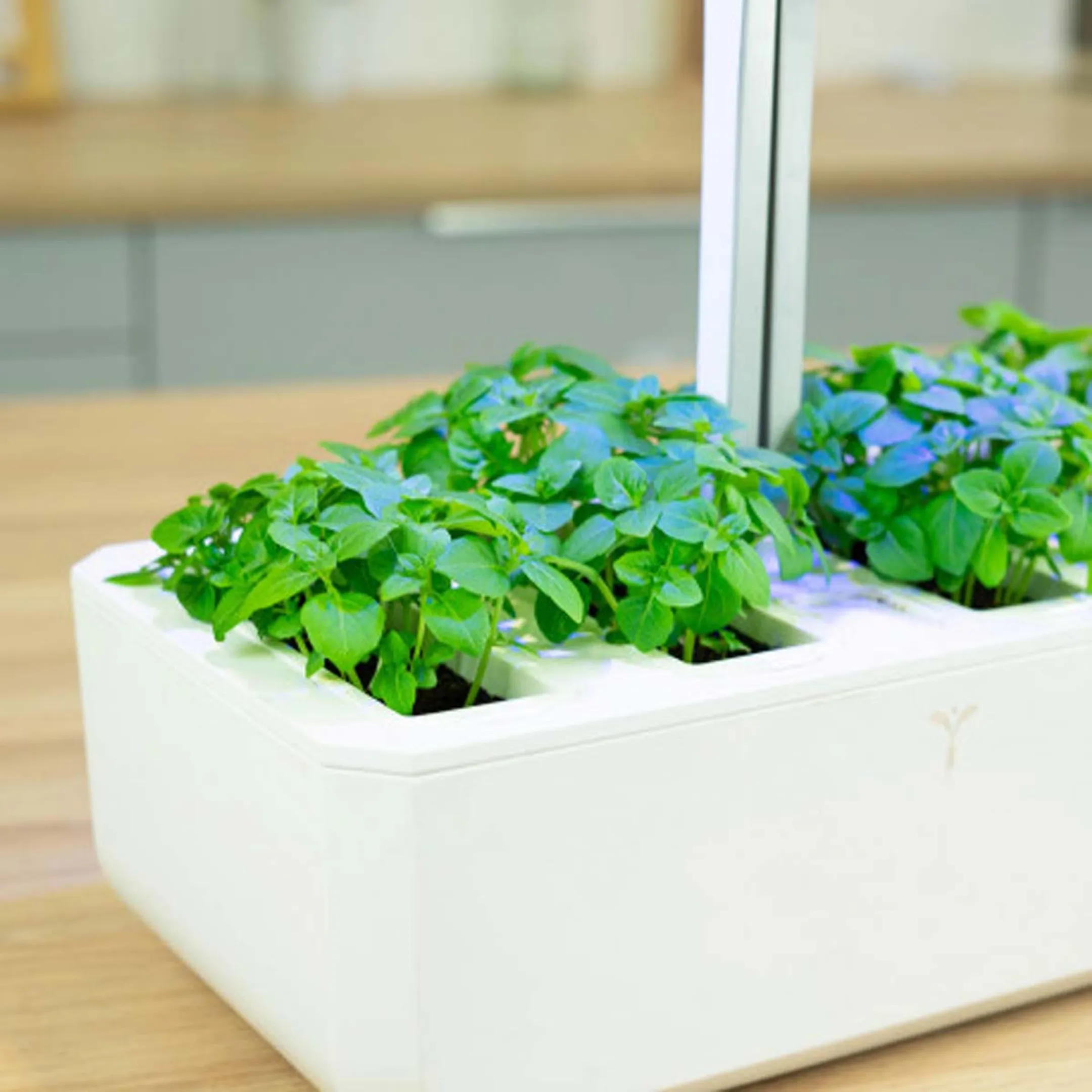 VERITABLE Lingot Basilic fin Vert BIO image