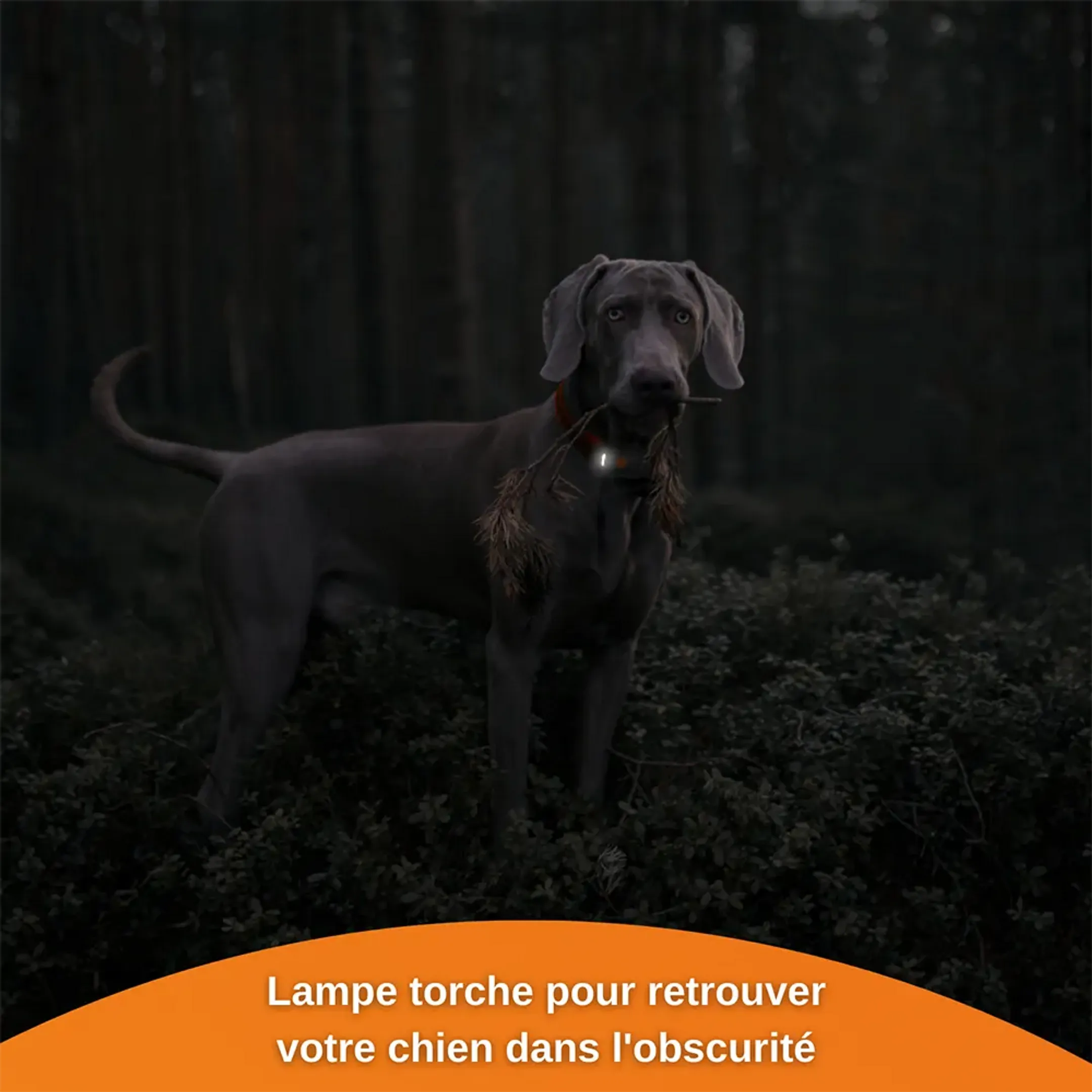 Weenect Collier GPS pour chiens - XS Dogs - Noir image