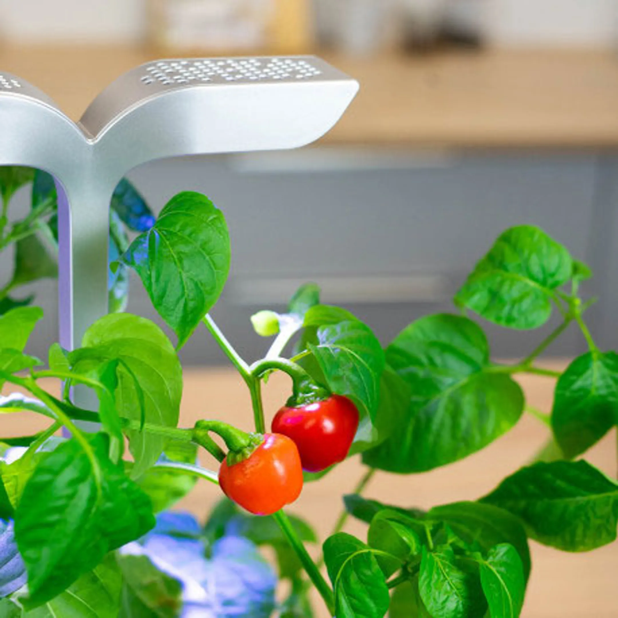 VERITABLE Lingot Mini Poivron Rouge BIO image