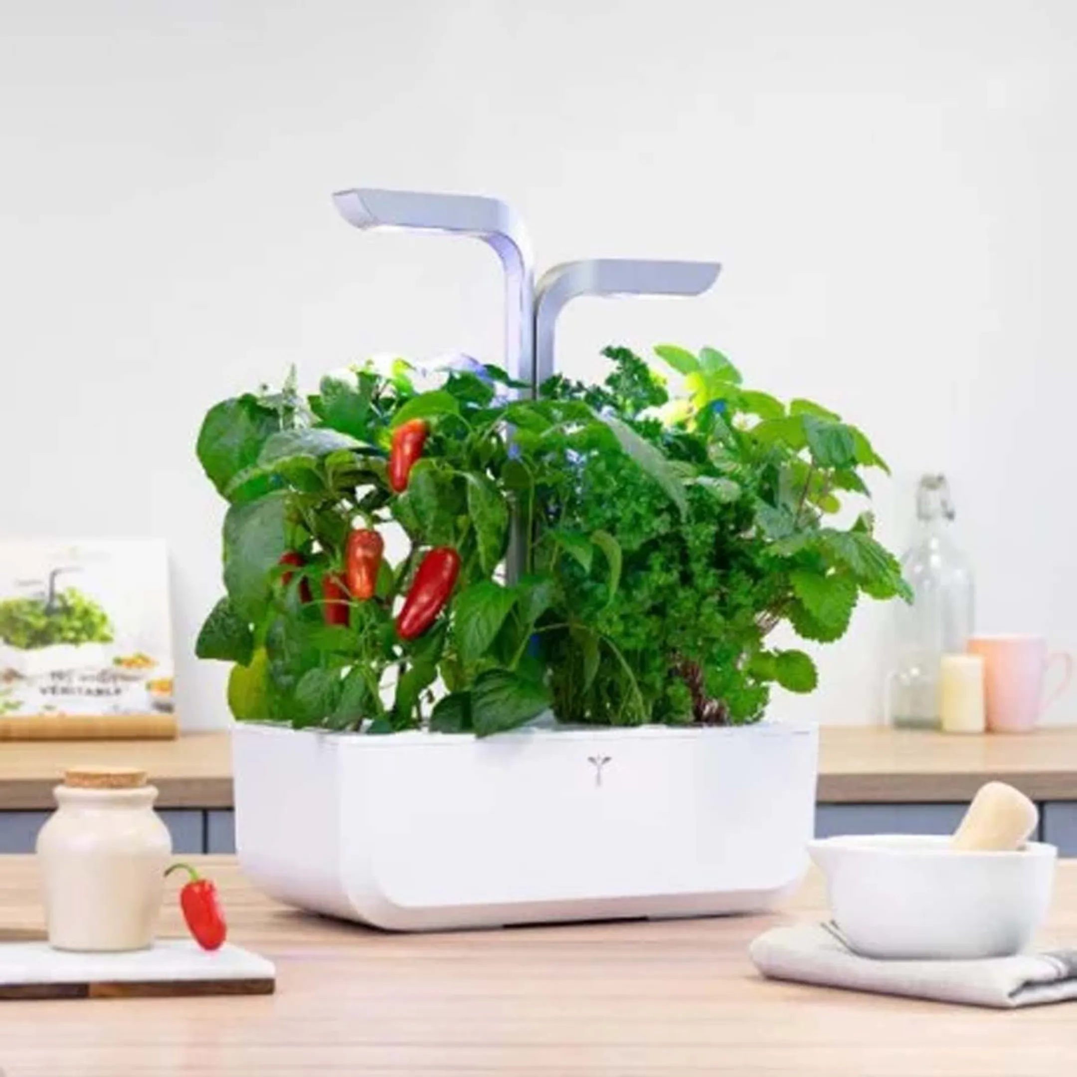 VERITABLE Lingot jalapeño hot chili image