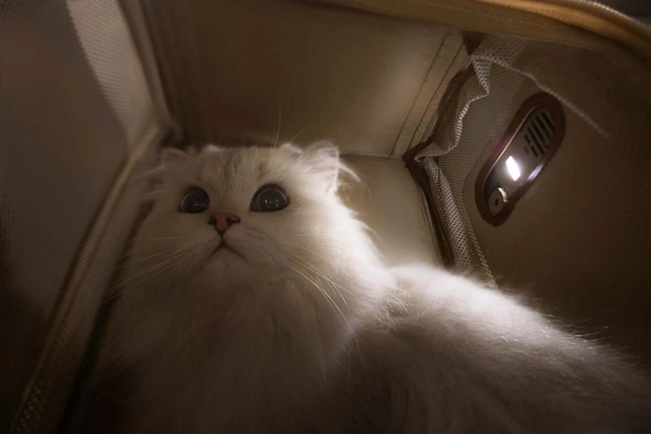 MOVA Sac à dos de voyage pour animaux PB10 Pro image